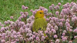 Saffron finch / Шафрановый сикалис / Sicalis flaveola