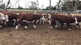 31 Hereford steers 312 kg