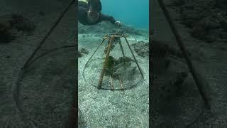 Underwater Fish Trap Experiment: Catching a TON of Fish in One Go!  | Genius Fishing Hack