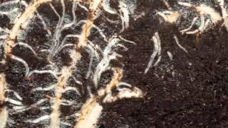 Corn roots time lapse