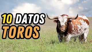 10 Datos Curiosos de los Toros - ¿En verdad les molesta el color rojo?