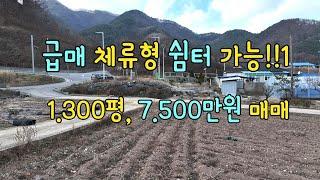 약1.300평 7.500만원 매매, 체류형 쉼터 가능, 백룡동굴, 육백마지기, 주변에 있음, 평창군 미탄면소재,