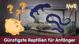  Günstigste Reptilienart für Anfänger 