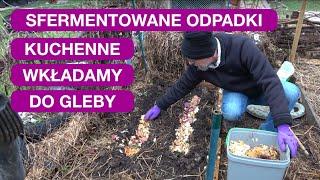 Bokashi - sfermentowane odpadki kuchenne to wspaniały nawóz organiczny, bomba witalności dla gleby