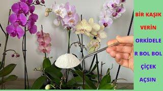 Geben Sie einen Löffel Orchideen blühen reichlich und geben gesunde Wurzeln, Geheimdünger für Orchid