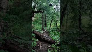 The forest holds Secrets. #forest#naturevibes#creeklife