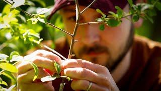 Beating Buckthorn