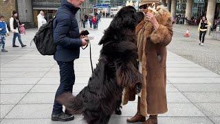  CUTE NEWFOUNDLAND DOGS EATING ICE CREAM NEAR TOWER OF LONDON, 4K60FPS