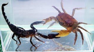 Crab vs Scorpion Underwater - Caranguejo vs Escorpião