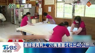 台灣僅存養蠶達人　純蠶絲被一斤7千塊