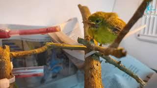 ACRES Wildlife Diaries Ep 2: Sunbird rehabilitation and junglefowl rescue