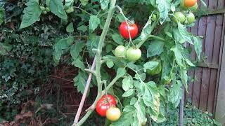 Blight Resistant Tomato Crimson Crush