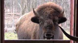 Highland Cow Meets Buffalo