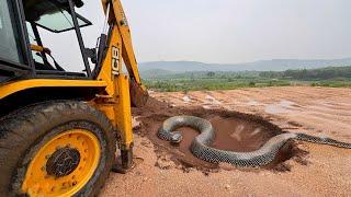 JCB | The Excavator Loading Trucks scary With Big Snake Durning New Home Construction