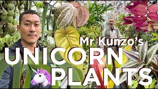 Plants You Won’t See Anywhere Else!! EXQUISITE and UNIQUE 🪴 Collection of Mr Kunzo in Japan 