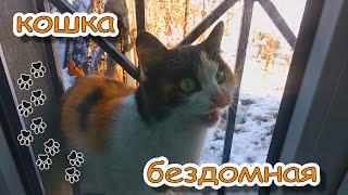 Песня "Кошка бездомная"/ Homeless Cat Song