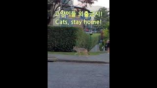 바로 집옆을 유유히 걸어가는 코요테. 저렇게 큰놈은 처음 봄.  A coyote walking down the street nearby my place.