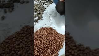 #trending #trendingshorts #farmer #groundnut