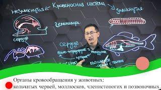 Органы кровообращения  у животных: кольчатых червей, моллюсков, членистоногих и позв-чных. 7 класс.