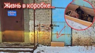 Кошка  пришла к зоомагазину просить  еду/а в коробке умирали котята/help save the cat and kittens