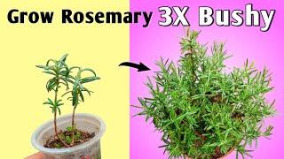 How To Get A Bushy Rosemary Plant - Rosemary Plant Care// Get Best Ever Rosemary Plant