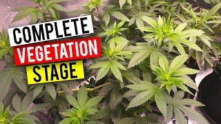 GROWING CANNABIS INDOORS: THE VEGETATION STAGE (BEGINNER GROW GUIDE)