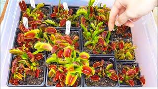 Most Chaotic Venus Flytrap Feeding Frenzy I've Ever Done!