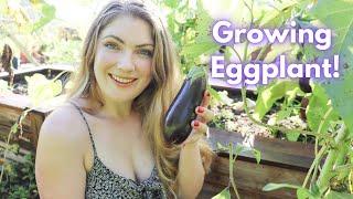 HOW TO GROW: EGGPLANT! + *TIPS* To Maximize Your Eggplant Harvest! 