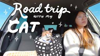 Road trip with my Cat to LA  Vlogmas #4, spending time with family, mom's knitwear