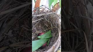 The two eggs look like the eggs of a white-headed sparrow.#birds #nature 0142