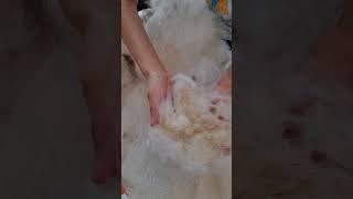 Soiled wool from male angora rabbit
