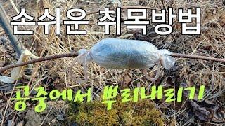 취목방법과시기 이렇게 했더니 공중에서 자연스럽게 뿌리가