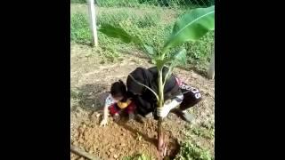 Eisya tanam pokok