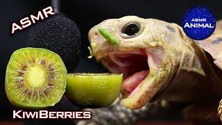 ASMR Turtle Tortoise Eating Kiwiberries 47 | Animal ASMR