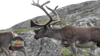 Caribou Migration - Adventures North