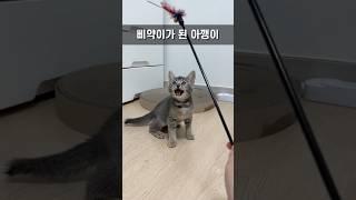 냥생처음 방울소리 들은 고양이 반응 #shorts #고양이