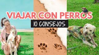 10 consejos para viajar con perros