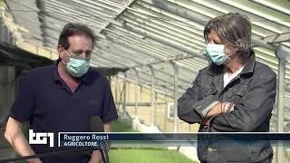 Pandemia e produzione di Basilico Genovese DOP : il servizio TG1 del 25/4/2020