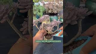 Succulent Plants for Beginners: Essential Care Secrets You NEED to Know