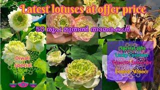 Diwali special sale video || Latest lotuses at offer price@Petalssphere|| With subtitles