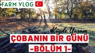 Çobanın Bir Günü: Bölüm 1 I Köyde Yaşam #Çobtuber