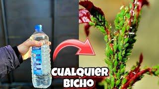 Esto es 100 veces + EFECTIVO que otros insecticidas caseros para PLANTAS! Con vinagre y Sin ajo