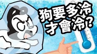 狗與鹿｜有一種冷，叫做阿嬤覺得冷？狗到底多冷才會冷？｜冷冷的冬季狗狗保暖特輯