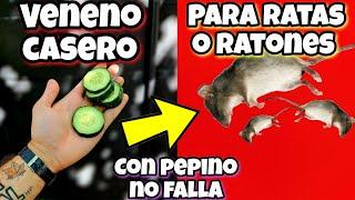 Casi NADIE sabe como usar 1 PEPINO para ACABAR con RATAS o RATONES de casa fácil y rápido