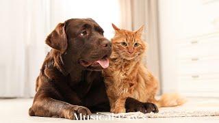 Healing Sleep Music For Dogs & Cat! Pet's Favorite Music  reduce Dog & Cat Stress when Home Alone