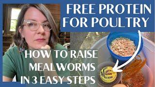 Raising Mealworms: 3 Quick, Easy Tips To Produce Cheap, Protein-Rich Feed