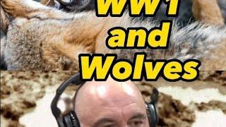 Wolves and WW1 #story #history #interesting #real #wolves #wolfpack #ww1 #shorts