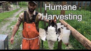 How to Pluck A Muscovy Duck | Humane Harvesting Guide