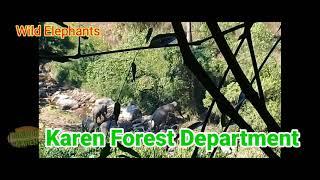 Karen Forest department Kawthoolei. Wild Elephants