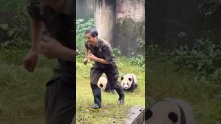 Panda Twins and Grandpa #love #heartwarming #panda #keeper #pandalove #yuke #yuai #chongqingzoo